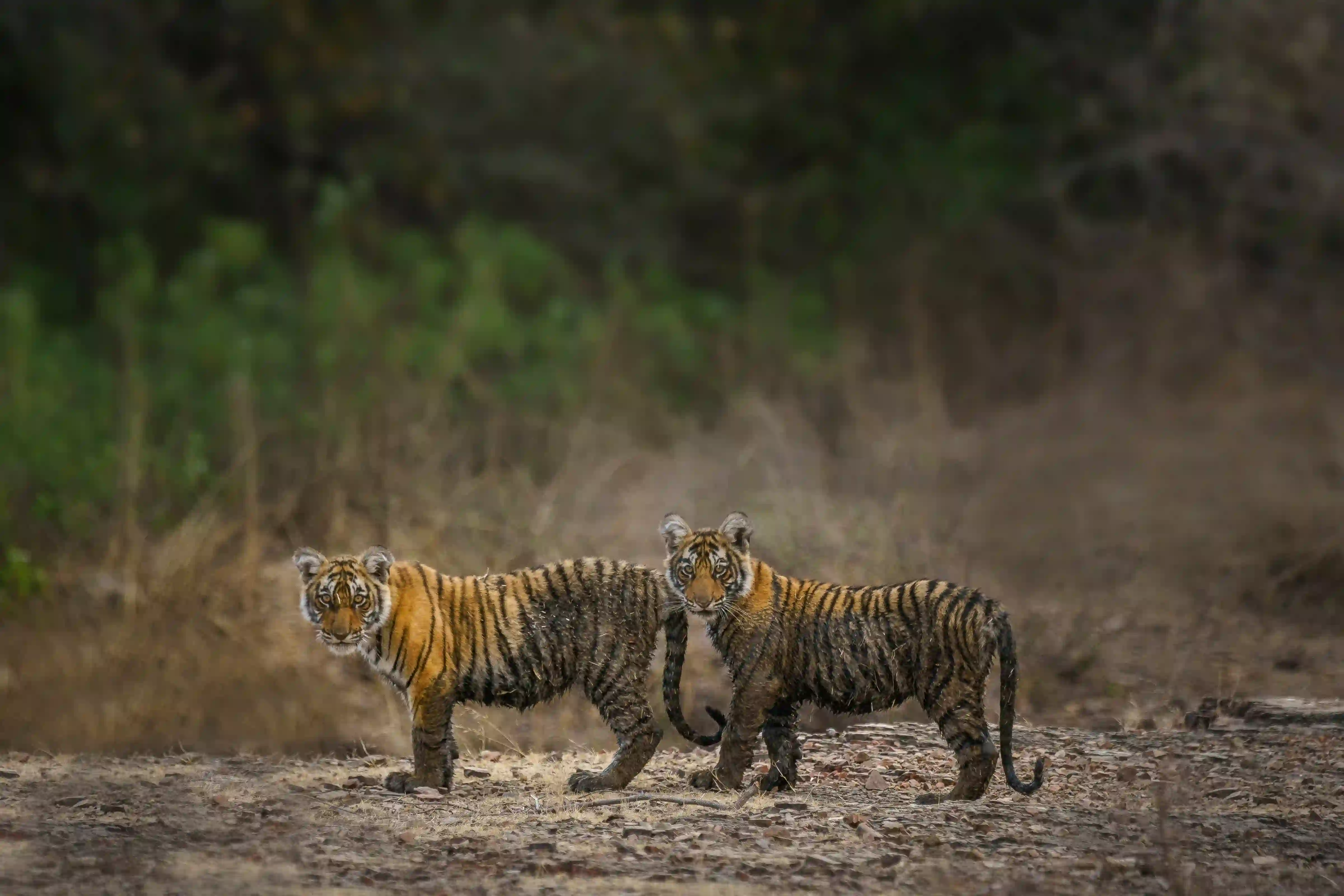 Golden Triangle Tour with Tiger Safari